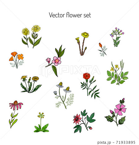 Flower set Hand drawn botanical illustration 71933895