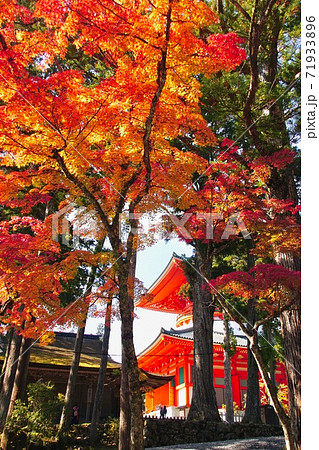 高野山　壇上伽藍の紅葉　根本大塔　和歌山県伊都郡高野町 71933896