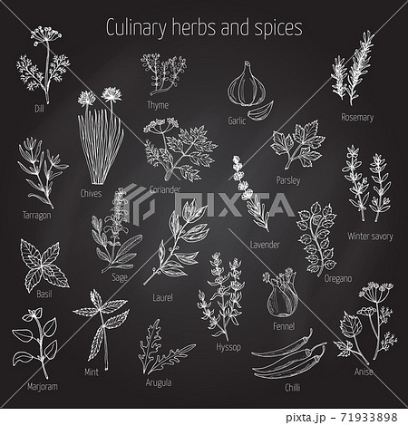 Set of culinary herbs and spices 71933898