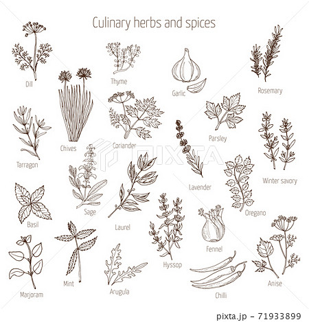 Set of culinary herbs and spices 71933899