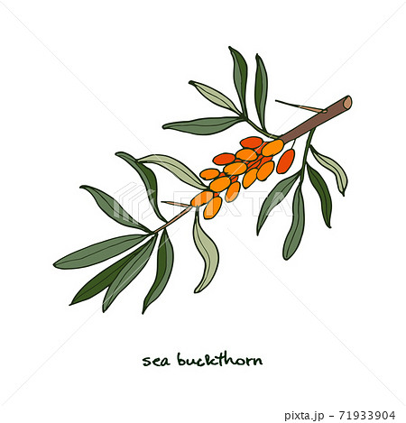 Sea buckthorn berries 71933904