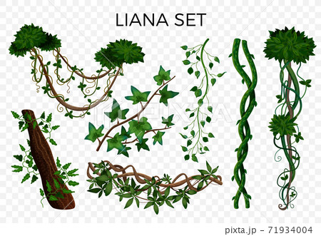 Tropical Lianas Transparent Set Tropical Lianas Transparent Set 71934004