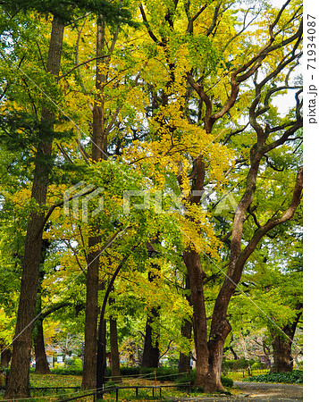 日比谷公園の黄葉 71934087