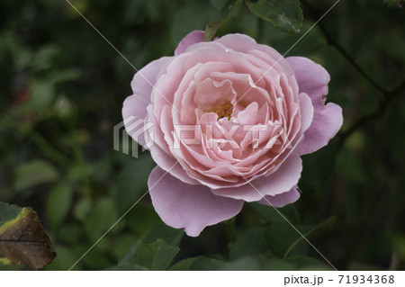 Pink blossom flower in nature 71934368