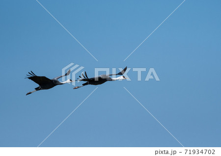 青空をバックに飛ぶナベヅルの番い 71934702