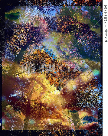 冬の神秘的なモノクロ枯葉のシンプルな森の風景画背景イラストのイラスト素材