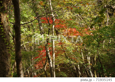 山麓の紅葉 山麓の紅葉 71935145