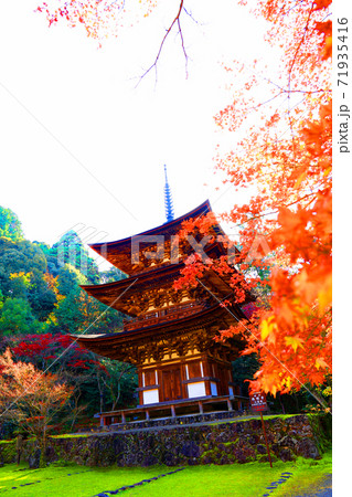 滋賀県犬上郡の（国宝）西明寺の紅葉の風景、お寺、湖東三山、国宝【11月】 71935416