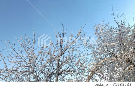 Snow covered branches against a clear light blue sky.  71935533