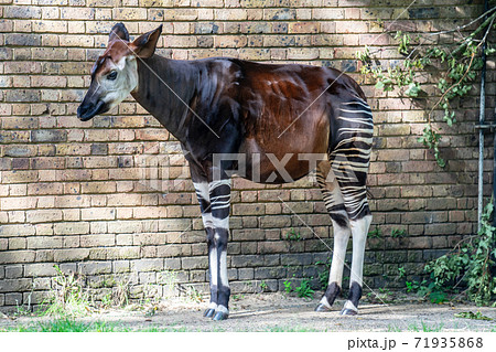 Okapi, Okapia johnstoni, also known as the forest giraffe, Congolese giraffe, or zebra giraffe 71935868