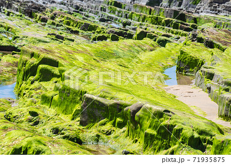 Rocks and stones on the seabed after the tide, covered with green algae 71935875