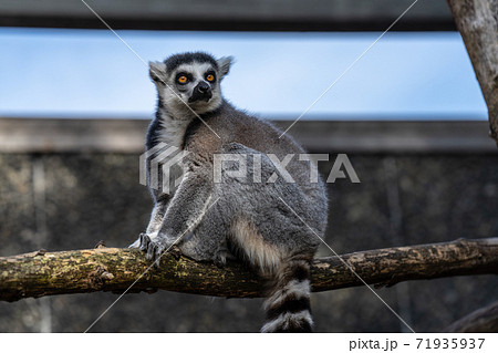The ring-tailed lemur, Lemur catta is a large strepsirrhine primate and the most recognized lemur due to its long, black and white ringed tail The ring-tailed lemur, Lemur catta is a large strepsirrhine primate and the most recognized lemur due to its long, black and white ringed tail 71935937