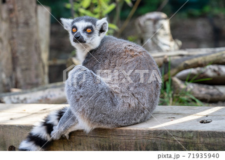 The ring-tailed lemur, Lemur catta is a large strepsirrhine primate and the most recognized lemur due to its long, black and white ringed tail The ring-tailed lemur, Lemur catta is a large strepsirrhine primate and the most recognized lemur due to its long, black and white ringed tail 71935940