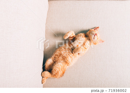 Cute ginger kitten sleeps Cute ginger kitten sleeps 71936002