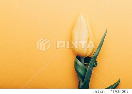 Yellow Classic Tulip on yellow background 71936007