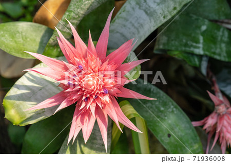 The Bromeliaceae, bromeliads is a family of monocot flowering plants 71936008