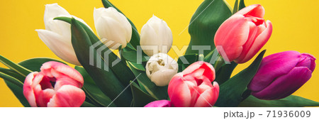 Colorful Classic Tulips 71936009
