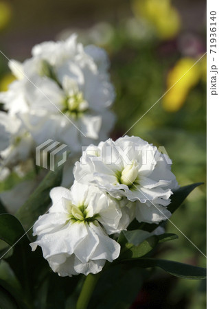 白いアラセイトウの花 71936140