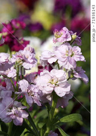 ピンクのアラセイトウの花 71936143