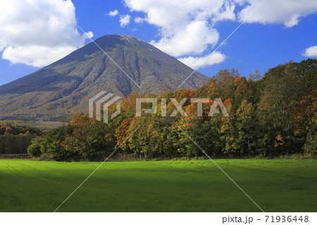 北海道喜茂別町の羊蹄山と紅葉の林の写真素材