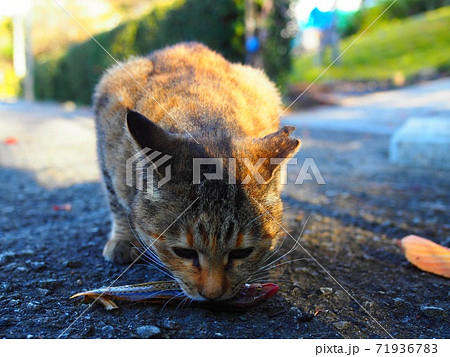 野生の猫 野生の猫 71936783