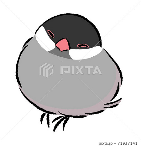 Sleepy Java Sparrow Sakura Stock Illustration