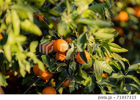 たくさん実ったミカン畑 たくさん実ったミカン畑 71937315