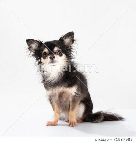 チワワ ロングコート チワワ ロングコート 71937985