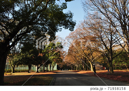 砧公園と紅葉 71938158