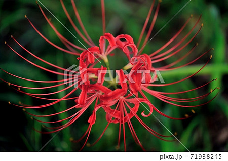 狭山市上奥富運動公園、木陰の赤い彼岸花を真上からクローズ