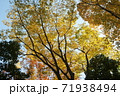 紅葉した欅の大木 71938494