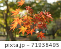 紅葉したモミジの枝 71938495