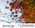 紅葉したモミジの枝 71938496