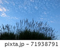 ススキと秋空 71938791