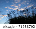 ススキと秋空 71938792