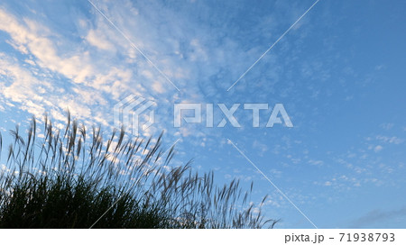 ススキと秋空 71938793