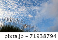 ススキと秋空 71938794