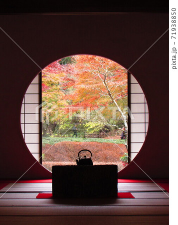 鎌倉の明月院 71938850