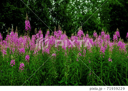 Pink flowers fireweed, Ivan - tea, kopor tea row line on green forest natural background 71939229