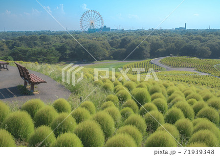 国営ひたち海浜公園 71939348