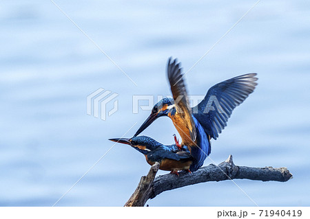 カワセミの恋　Kingfishers making love 71940419