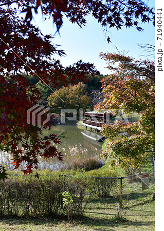 晩秋の芝生広場 紅葉の木々 晩秋の芝生広場 紅葉の木々 71940441