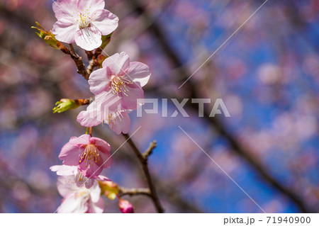 河津桜 71940900