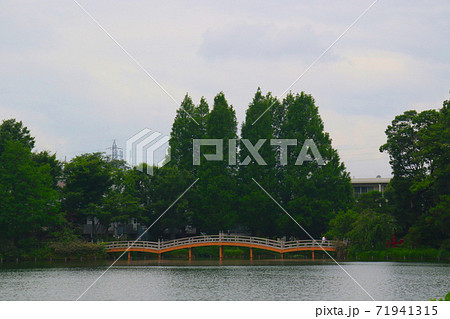 東京都大田区南千束にある洗足池公園 中央に池月橋が見える 東京都大田区南千束にある洗足池公園 中央に池月橋が見える 71941315