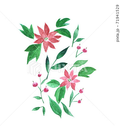 ポインセチアのイラスト素材