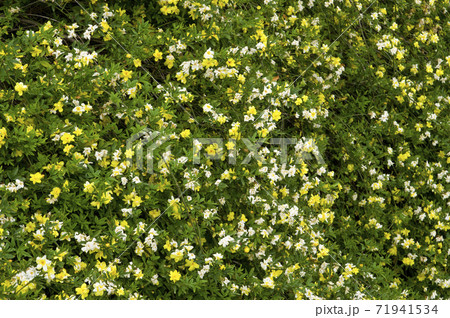 公園に咲いているこれらの黄色い花の名前は雲南黄梅 ウンナンオウバイ です の写真素材