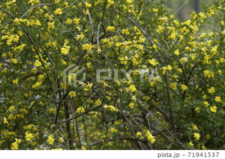 公園に咲いているこれらの黄色い花の名前は雲南黄梅 ウンナンオウバイ です の写真素材
