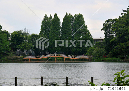 東京都大田区南千束にある洗足池公園 遠景に池月橋が見える 東京都大田区南千束にある洗足池公園 遠景に池月橋が見える 71941641
