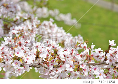 さわやかな宮城の桜 さわやかな宮城の桜 71941658