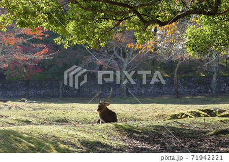 秋の奈良公園、この時期珍しい角のある雄ジカ 秋の奈良公園、この時期珍しい角のある雄ジカ 71942221